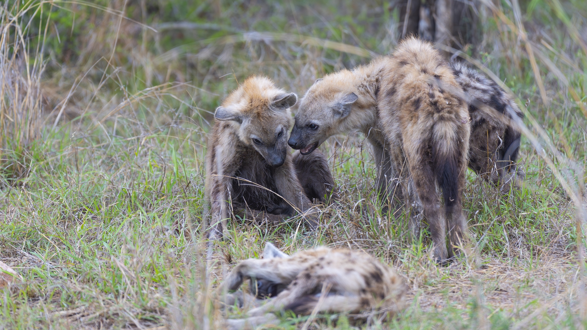 Kruger25 2025 10 28 16 19 30 ILCE 9M3 716